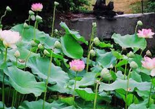 Cây sen vị thuốc quí của Đông y