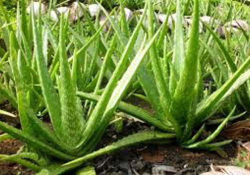 Tác dụng chữa bệnh tuyệt vời của cây Lô Hội