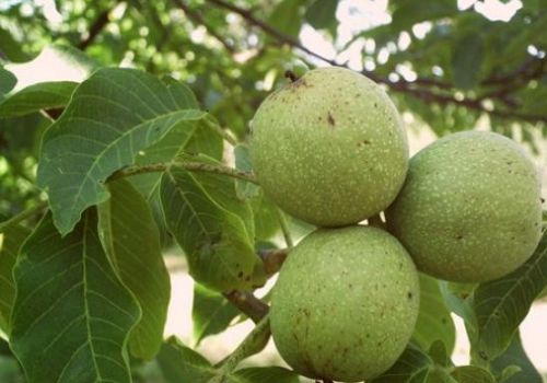 Cây Hồ Đào chữa Sỏi Tiết Niệu