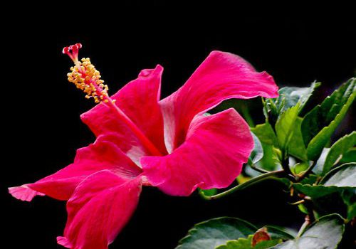 Hoa dâm bụt có thể chữa được bệnh tim