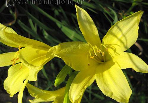 Hoa kim trâm – Nữ hoàng của vitamin